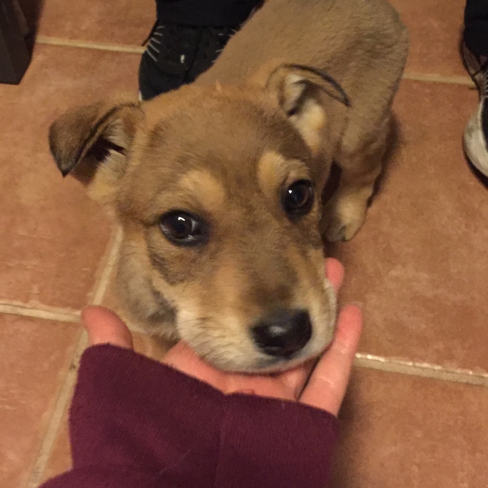 Meet your Posher, Lilly